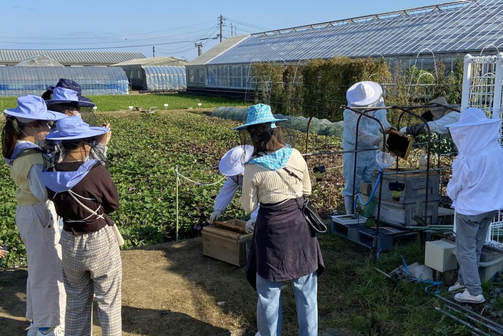 巣箱から巣枠を取り出す作業を見学する学生