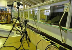 3次元動画計測法によるトミヨの遡上行動と遊泳速度の解析