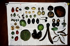 東南アジアの熱帯林における動物による果実食と種子散布の研究