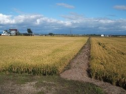 農業政策評価シミュレーションと地域農業の適応