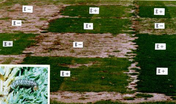 植物共生菌（エンドファイト）を利用した病害虫防除法の確立