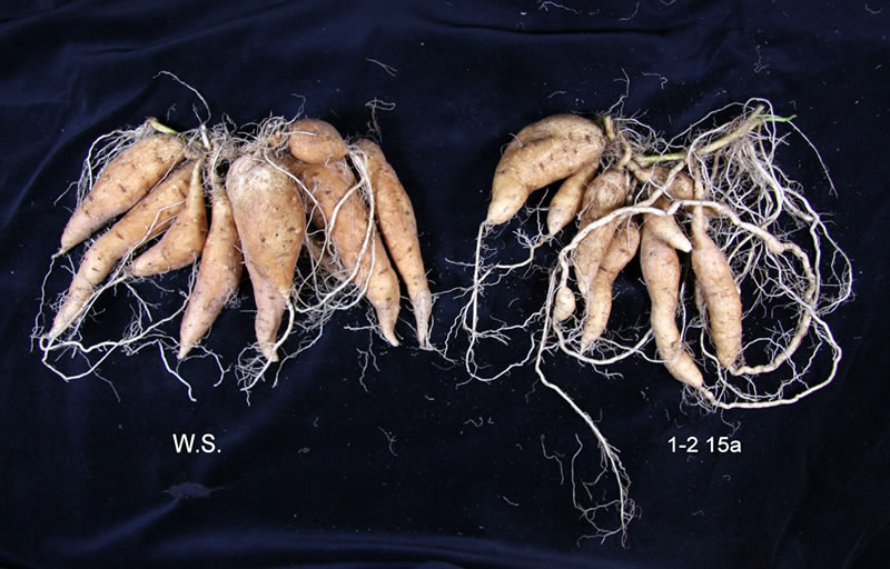 デンプン合成系遺伝子の一部を発現抑制したサツマイモの塊根
