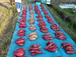 バイオテクノロジーを用いた有用なサツマイモの育成