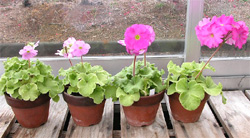 バイオテクノロジーを用いた有用な園芸植物の育成