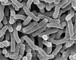 乳酸菌やビフィズス菌の代謝生理の解析とその応用