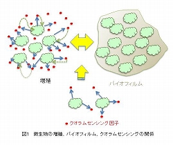 バイオフィルム形成制御メカニズムを利用した難培養微生物培養の試み