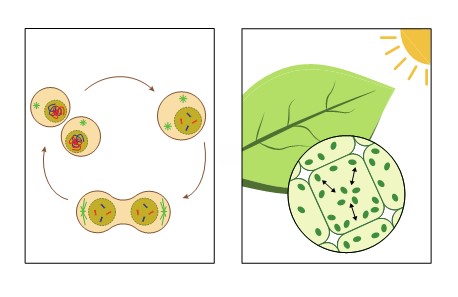 細胞分裂と葉緑体の光応答