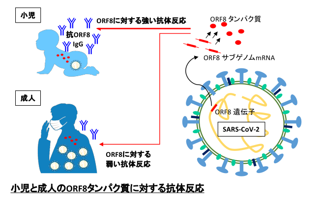 図　新型コロナウィルスに特異的なタンパク質に対する、小児と成人の免疫反応の違い（概念図）