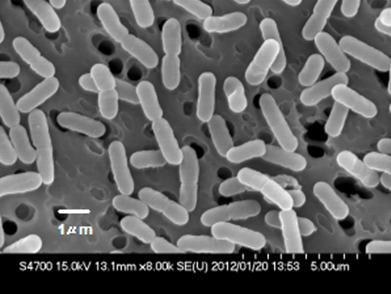 金沢産「かぶら寿し」から分離された乳酸菌 Latilactobacillus sakei の電子顕微鏡像（石川県立大学 古賀 博則 名誉教授 撮影)