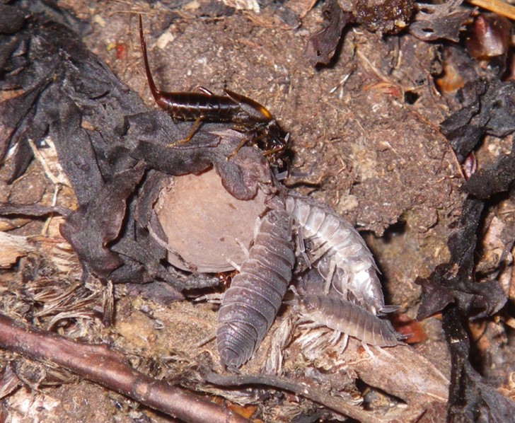 ギンリョウソウの果実を食べるワラジムシとエゾハサミムシ