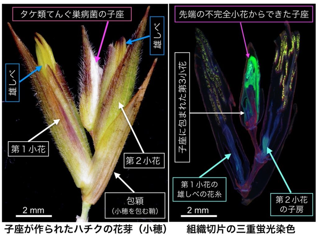 図　タケ類てんぐ巣病菌の子座を含むハチクの花芽とその組織切片の蛍光三重染色画像 左図が一つの小穂である。ハチクの小穂は包穎に包まれた2〜4個の小花でできており、根本の方から第１小花、第２小花と呼ぶ。この小穂の第１、第2小花には雄しべが見えている。第３小花は見えず、タケ類てんぐ巣病菌の白い子座が見えている。この子座は水を含むとタケ類てんぐ巣病菌の分生子（無性世代の胞子）を放出する。 右図が左の小穂を縦断して10マイクロメートルの厚さで作製した組織切片を三重蛍光染色した画像である。落射蛍光顕微鏡で取得した多数の画像を１枚に合成している。黄緑色の部分が菌体で、先端の不完全小花の組織内に菌体が充満して、そこから子座が形成され、子座が第３小花も包んでいることがわかる。第１小花、第２小花の子房にあたる部分には菌体がみられない（この切片には第１小花の子房は含まれていない）。赤色が植物組織のセルロースを多く含む部分。青白色はDNAを多く含む部分。黄色は花粉の自家蛍光。