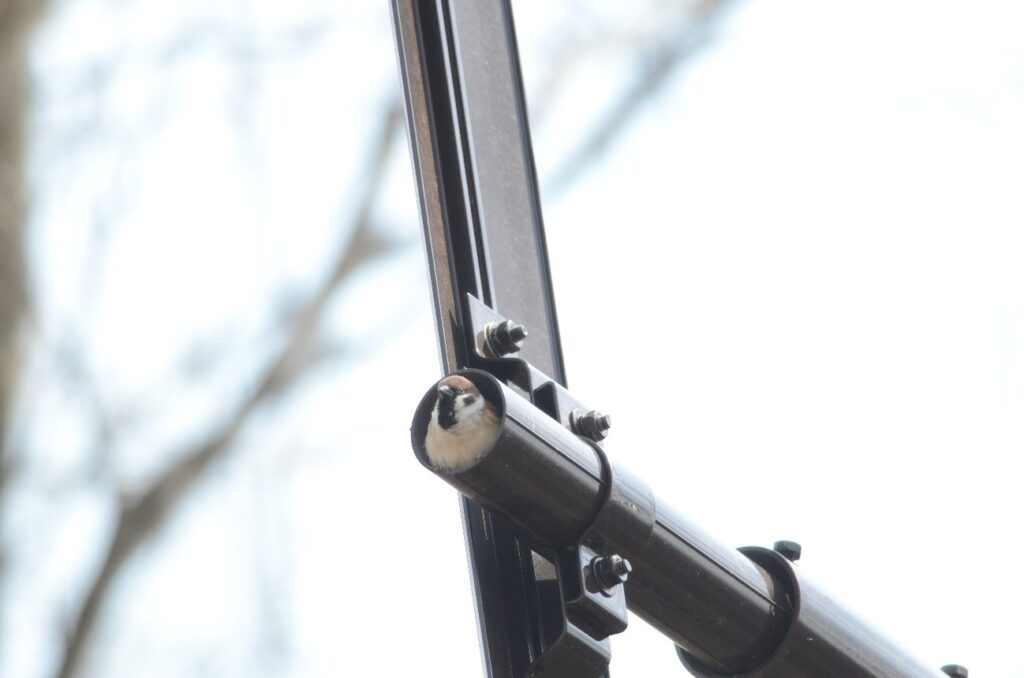 矢羽根つきポールの空洞に営巣するスズメ（撮影：三上修）