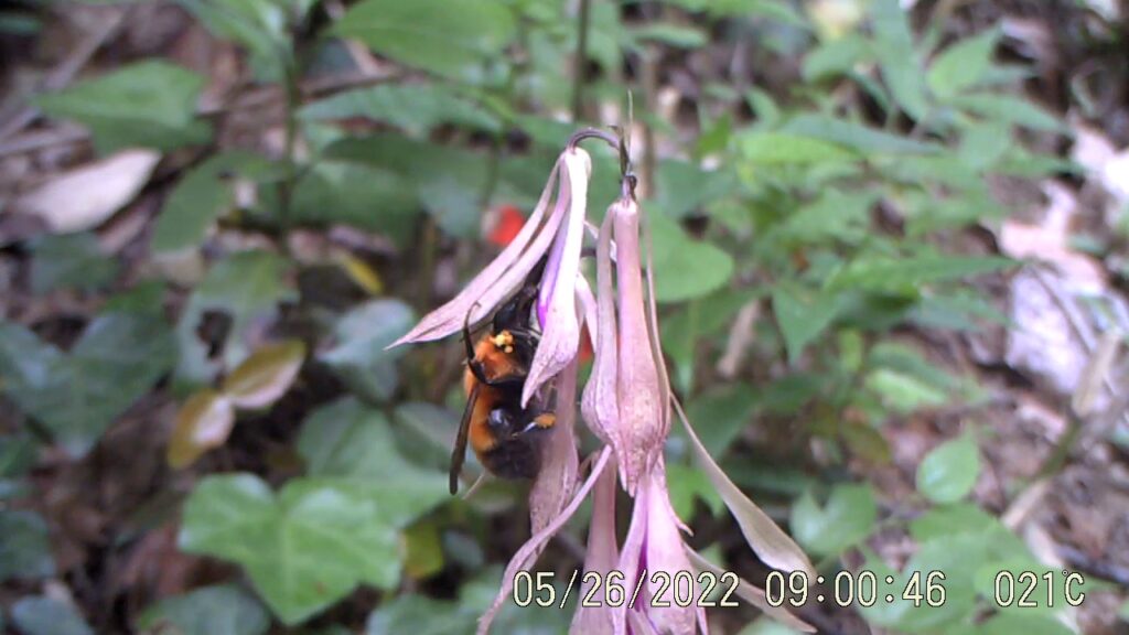 赤外線センサーカメラが捉えたトラマルハナバチ女王。前脚の黄色の塊がサイハイランの花粉塊