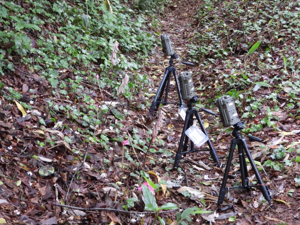 開花中のサイハイランに赤外線センサーカメラを設置した様子