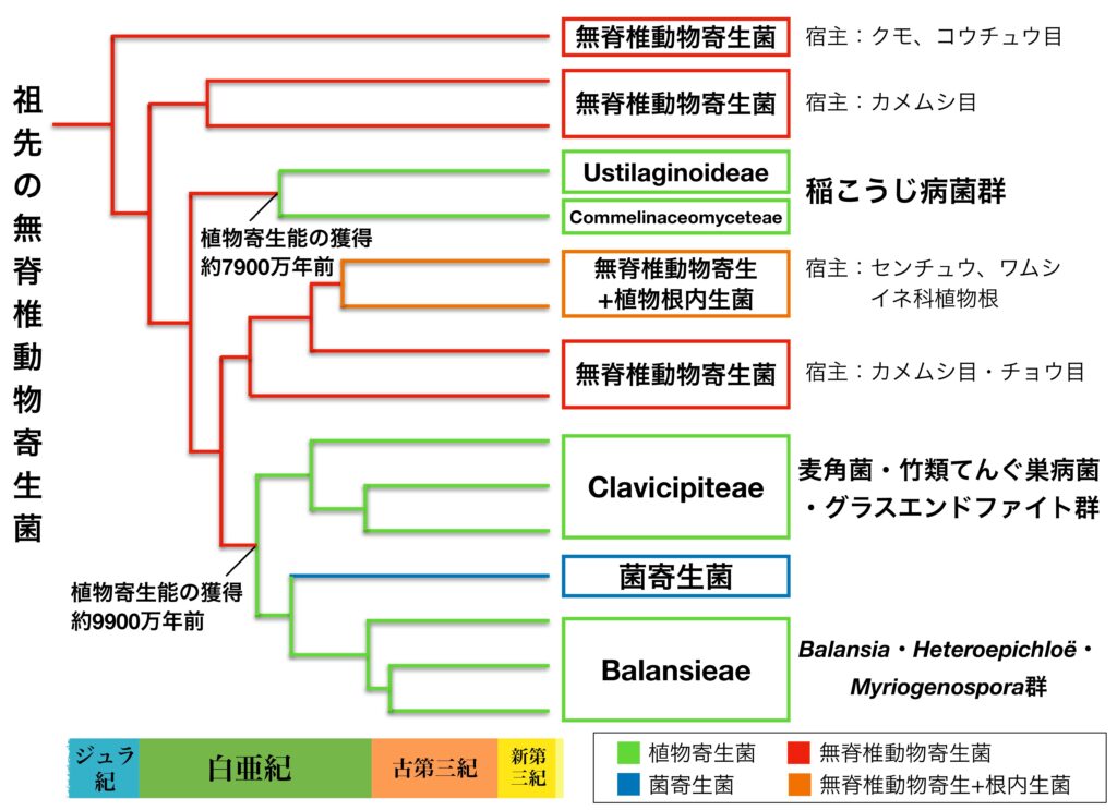 バッカクキン科の系統関係と分岐年代の模式図