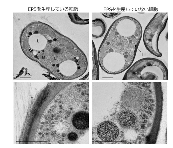 図　EPSを生産する細胞（左）としない細胞（右）の電子顕微鏡観察結果。 EPSを生産する細胞ではEPSと考えられる毛羽立ち様構造（F）と二層状細胞壁が、EPSを生産しない細胞では一層の細胞壁と細胞内顆粒構造（I）が観察された。  N：核、M：ミトコンドリア、V：液胞、L：脂質滴、E：推定EPS、。倍率：×10,600（上段）、×63,300（下段）。スケールバー：1.0 μm（上段）、0.50 μm（下段）。 上記論文（Microbiol. Spectr. 1-16, 2026. doi:10.1128/spectrum.00429-26）Fig. 5を改変して掲載。